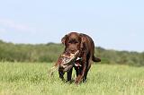 LABRADOR 483